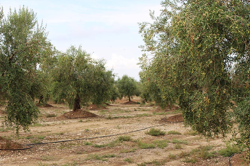 olis-franquesa-qui-som-historia-galeria-9
